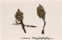 藏品(雪花衣屬)的圖片